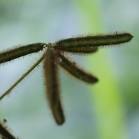 Calopogonium mucunoides Desv.